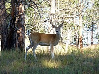 Devil tower (26).JPG